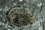 Rare Tetragonolepis Fossil Fish