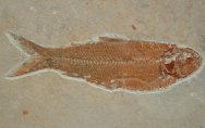Lebonichthys Fish Fossils