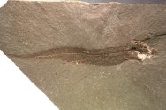 Harpagofututor volsellorhinus Paleozoic Shark from Bear Gulch Limestone