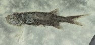 Kalops diophrys Paleozoic Fossil Fish