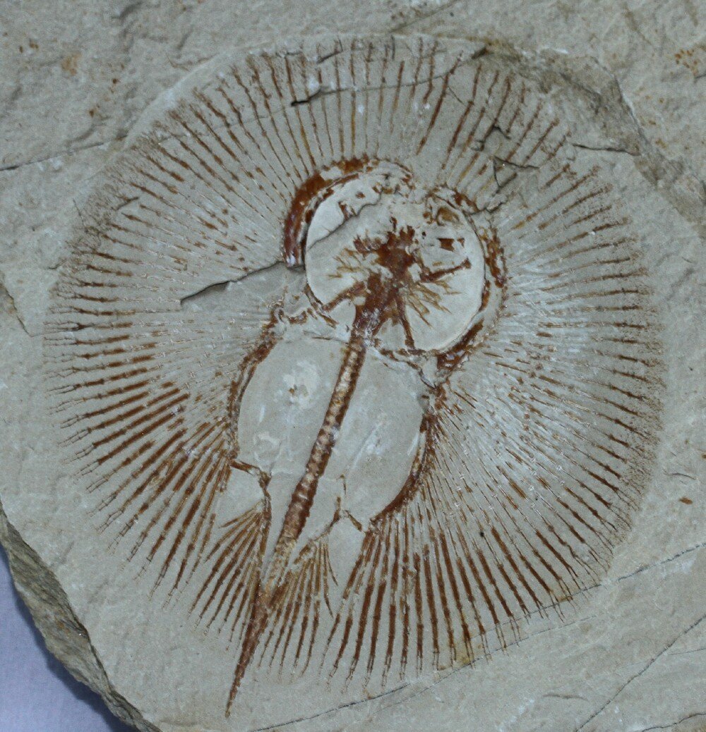 Skate Fish Fossil