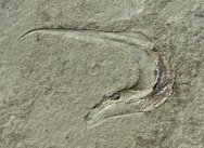 Falcatus Paleozoic Shark Fossil