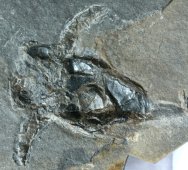Pterichthyodes milleri Devonian Placoderm Armored Fish Fossil
