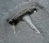 Cladodont Primitive Paleozoic Shark Tooth