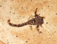 Scorpion Fossil
