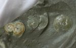 Orbiculoid Brachiopods with Preserved Natural Shell