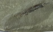 Sairocaris centurion Paleozoic Phyllocarid 