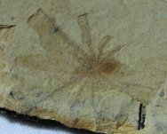 Jurassic Spider Fossil