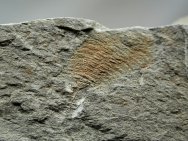 Cambrian Explosion Aglaspid Fossil