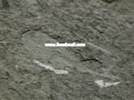 Aglaspid Fossil