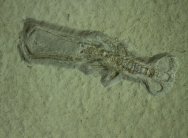Mecochirus Lobster Fossil