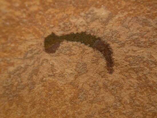 Putative Lobopod Fossil cf Hallucigenia