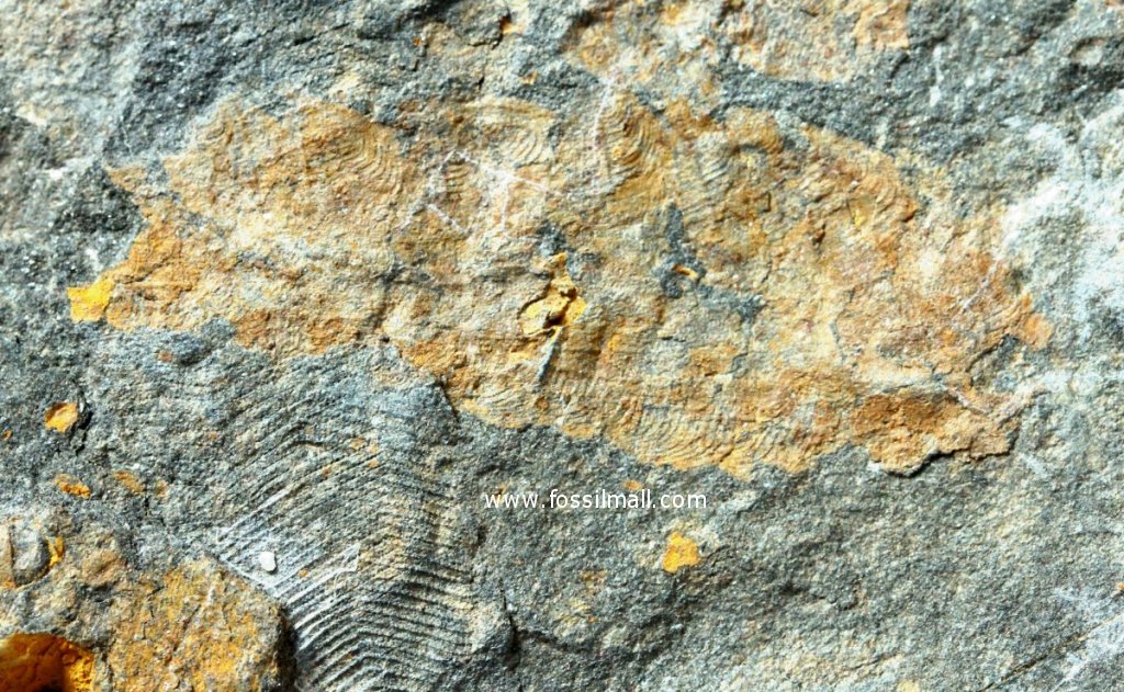 Plumulites bengtsoni Machaeridian Armored Worm Fossils