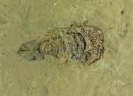 Fossil Horseshoe Crab Ancestor 