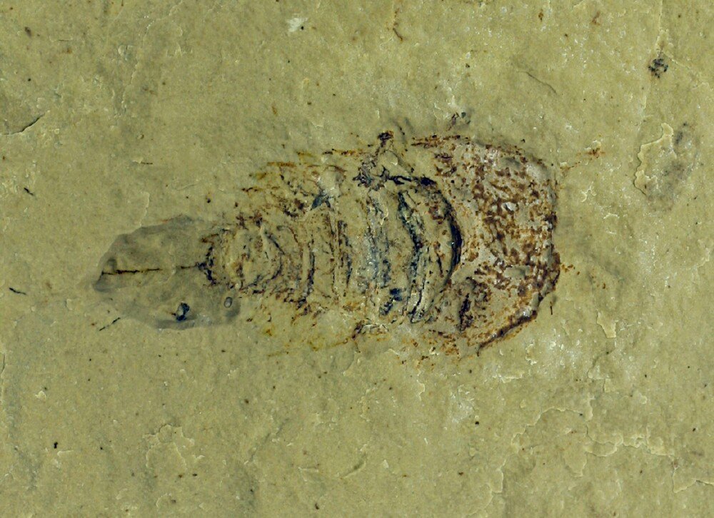 Cyamocephalus Horseshoe Crab Ancestor