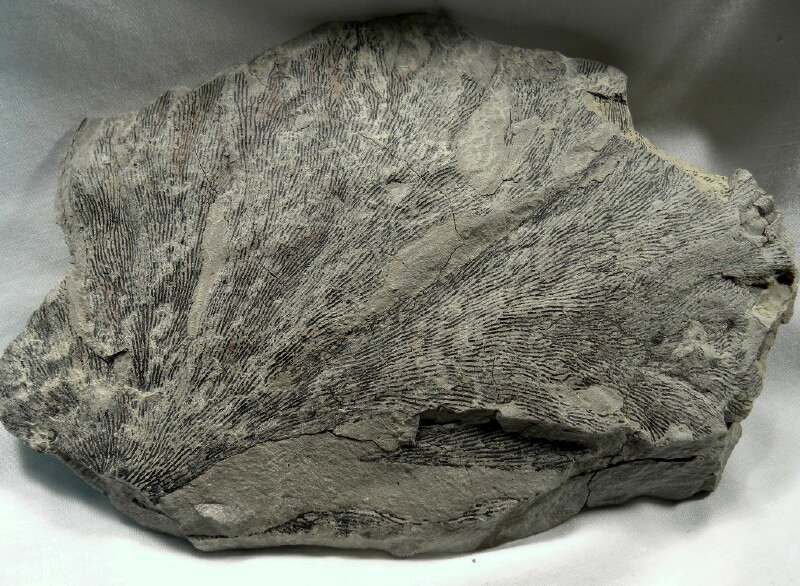 Silurian Graptolite Fossil