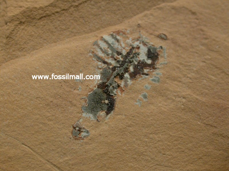 Anomalocaris nathorsti  Fossil