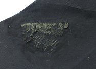Pyritized Ordovician Arthropod Fossil with Soft Tissue Preserved