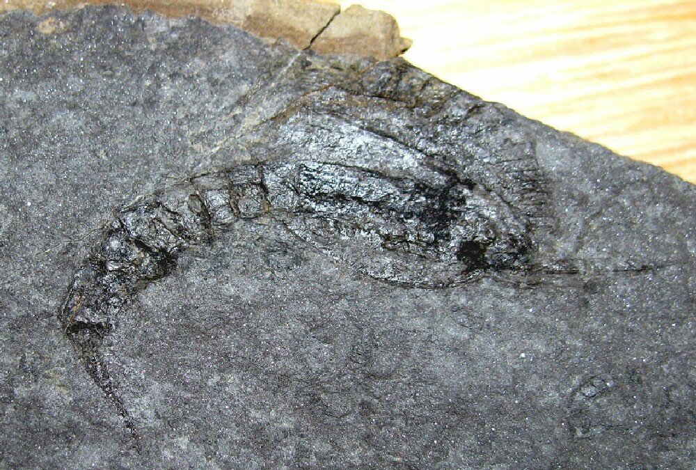 Silurian Phyllocarid Fossil