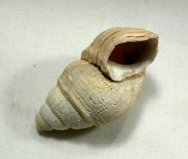 Viviparus Snail Fossil