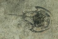 Yunnanolimulus Triassic Horseshoe Crab Fossil