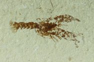 Lobster Fossil