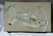Dorateuthis Vampyromorph Coleoid Museum Fossil