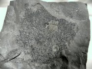 Silurian Graptolite Fossil