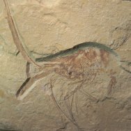 Carpopenaeus Shrimp Fossil