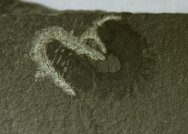Polychaete Annelid Worm Fossil
