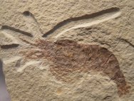 Bechleja rostrata Fossil Prawn from Green River Fornation