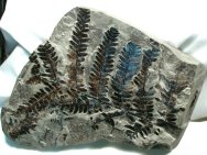 Chladophlebis Tree Fern Fossil