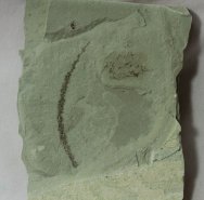 Catkin Plant Fossil