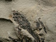 Yixian Plant Fossils