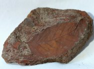 Qurecus drymejiodes Fossil Leaf
