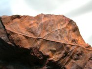 Australian Plant Fossil 
