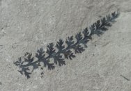 Sphenopterid Plant Frond Fossil