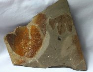 Cache Creek Sassafras  Plant Fossils