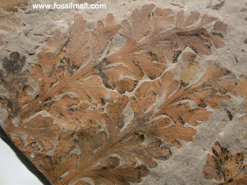 Carboniferous True Fern Fossil 