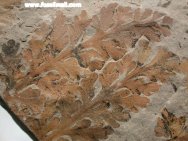 Carboniferous True Fern Zeilleria hymenophylloides
