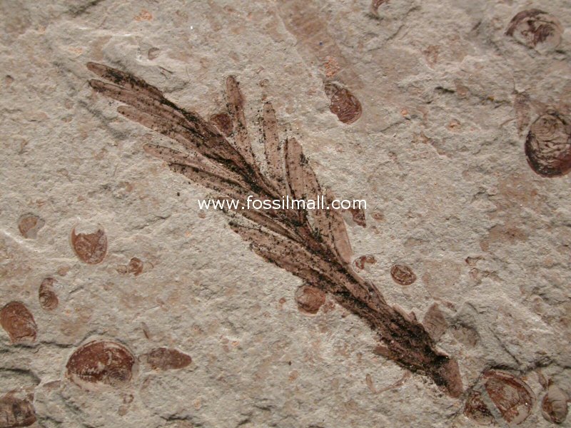Conifer Plant Fossil Liaoning