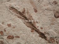 Conifer Plant Fossil