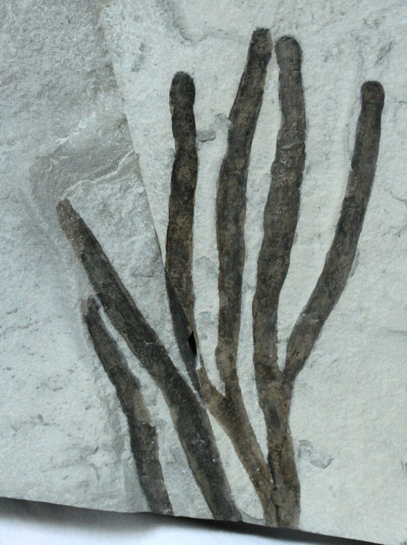Inocaulis Silurian Plant Fossil