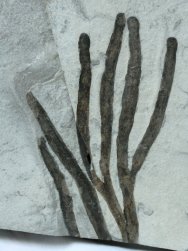 nocaulis Plant Fossil
