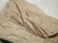 Liaoningocladus Fossil Plant