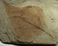Populus willmattae Fossil Leaf