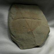 Eocene Poplar Fossil Leaf With Insect Damage