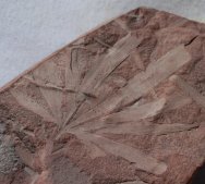 Ginkgo Fossil