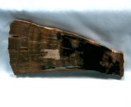 Araucarian Conifer Fossil 