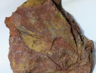 Cinnamomum Eocene Plant Fossil